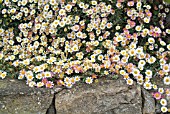 ERIGERON KARVINSKIANUS GROWING IN A WALL