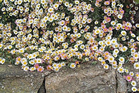 ERIGERON_KARVINSKIANUS_GROWING_IN_A_WALL