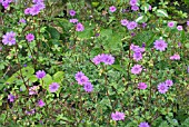 GERANIUM PYRENAICUM BILL WALLIS