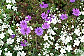 OMPHALODES LINIFOLIA WITH GERANIUM PYRENAICUM BILL WALLIS