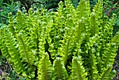 ASPLENIUM SCOLOPENDRIUM CRISPUM GROUP