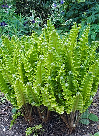 ASPLENIUM_SCOLOPENDRIUM_CRISPUM_GROUP_HARTSTONGUE_FERN