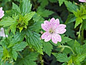 GERANIUM ENDRESII