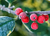 ILEX GOLDEN KING FRUITS AND LEAF IN FROST.