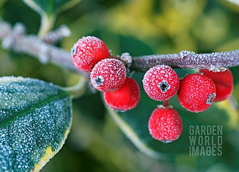 ILEX_GOLDEN_KING_FRUITS_AND_LEAF_IN_FROST