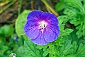 GERANIUM HIMALAYENSE