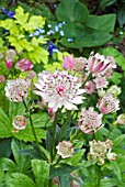 ASTRANTIA MAJOR, MASTERWORT, MELANCHOLY GENTLEMAN.