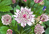 ASTRANTIA MAJOR, MASTERWORT, MELANCHOLY GENTLEMAN.