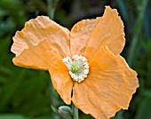 PAPAVER ATLANTICUM, MOROCCAN POPPY