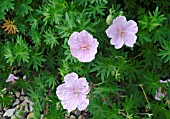 GERANIUM SANGUINEUM VAR. STRIATUM