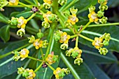 EUPHORBIA MELLIFERA X STYGIANA