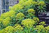 EUPHORBIA MELLIFERA X STYGIANA, GROWING AGAINST OLD FARM OUTBUILDINGS