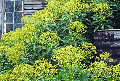 EUPHORBIA_MELLIFERA_X_STYGIANA_GROWING_AGAINST_OLD_FARM_OUTBUILDINGS