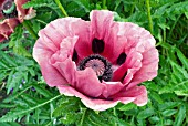 PAPAVER ORIENTALE PATTYS PLUM