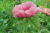 PAPAVER ORIENTALE PATTYS PLUM