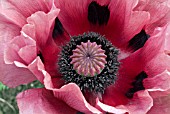 PAPAVER ORIENTALE PATTYS PLUM