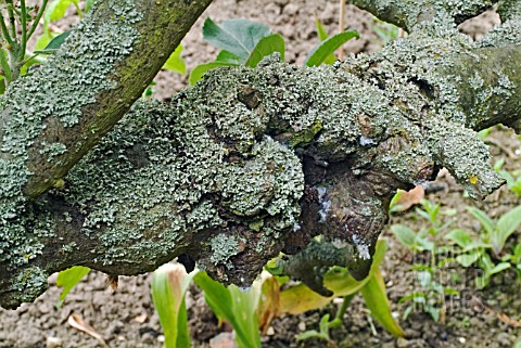 APPLE_CANKER_AND_WOOLLY_APHID_EFFECTS_OF_LONG_TERM_DISEASE_AND_PEST