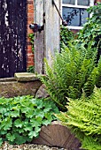 FERNS AND LADYS MANTLE (ALCHEMILLA MOLLIS) IN AN OLD COTTAGE GARDEN