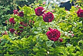 ROSA GUINEE GROWING OVER A TAXUS (YEW) TREE