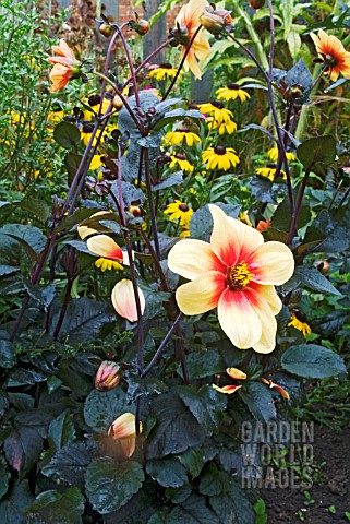 DAHLIA_MOONFIRE_IN_AUTUMN_BORDER