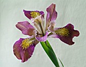 IRIS INNOMINATA, PACIFIC COAST IRIS STUDY OF FLOWER