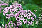 CHAEROPHYLLYM HIRSUTUM ROSEUM, (PINK COW PARSLEY)