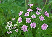 CHAEROPHYLLYM HIRSUTUM ROSEUM, (PINK COW PARSLEY)