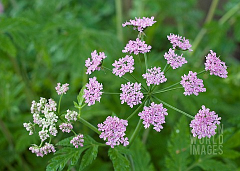 CHAEROPHYLLYM_HIRSUTUM_ROSEUM_PINK_COW_PARSLEY