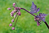 ANTHRISCUS SYLVESTRIS RAVENS WING   DARK LEAVED COW PARSLEY OR QUEEN ANNES LACE, STUDY OF BUDDING FLOWERS AND FOLIAGE.