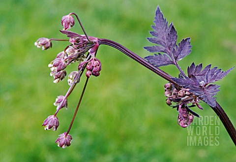 ANTHRISCUS_SYLVESTRIS_RAVENS_WING___DARK_LEAVED_COW_PARSLEY_OR_QUEEN_ANNES_LACE_STUDY_OF_BUDDING_FLO