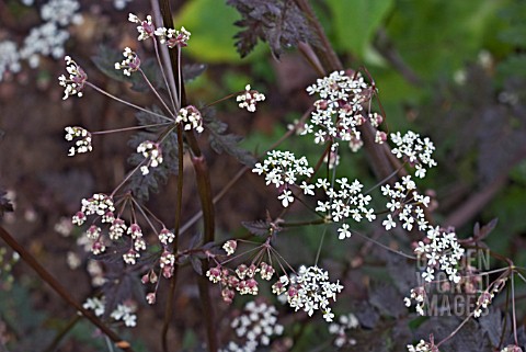 ANTHRISCUS_SYLVESTRIS_RAVENS_WING___DARK_LEAVED_COW_PARSLEY_OR_QUEEN_ANNES_LACE