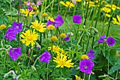 COTTAGE PLANTING SCHEME SHOWING DORONICUM AND GERANIUM CLARKEI KASHMIR PURPLE