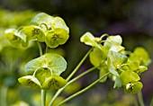 EUPHORBIA AMYGDALOIDES, (WOOD SPURGE), CLOSE UP OF BEDEWED FLOWERS AND BRACTS.