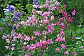 COLUMBINES, AQUILEGIA VULGARIS