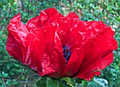 PAPAVER ORIENTALE BEAUTY OF LIVERMERE