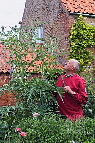 CARDOON_IN_FLOWER_WITH_NIGEL_COLBORN_TO_SHOW_SCALE