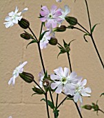 HYBRID CAMPION, SILENE ALBA CROSSED WITH SILENE DIOICA