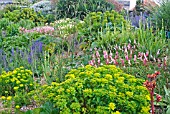 THE DRY GARDEN AT HYDE HALL SHOWING EUPHORBIAS, PERSICARIA, SALVIA AND OTHER DRY GARDEN PLANTS.