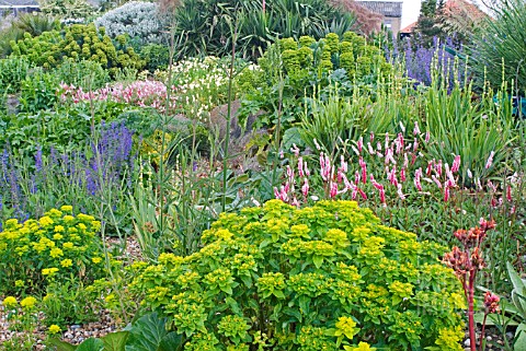 THE_DRY_GARDEN_AT_HYDE_HALL_SHOWING_EUPHORBIAS_PERSICARIA_SALVIA_AND_OTHER_DRY_GARDEN_PLANTS