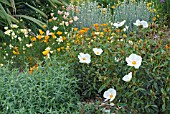 THE DRY GARDEN AT HYDE HALL WITH ESCHSCHOLZIA AND CISTUS