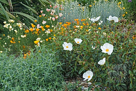 THE_DRY_GARDEN_AT_HYDE_HALL_WITH_ESCHSCHOLZIA_AND_CISTUS