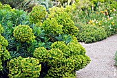 THE DRY GARDEN AT HYDE HALL SHOWING EUPHORBIA CHARACIAS SUBSPECIES WULFENII IN THE FOREGROUND