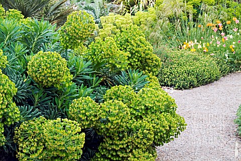 THE_DRY_GARDEN_AT_HYDE_HALL_SHOWING_EUPHORBIA_CHARACIAS_SUBSPECIES_WULFENII_IN_THE_FOREGROUND