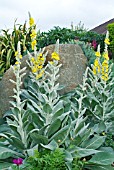 VERBASCUM BOMBYCIFERUM