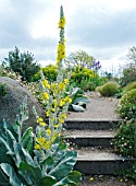 THE DRY GARDEN AT HYDE HALL WITH VERBASCUM BOMBYCIFERUM