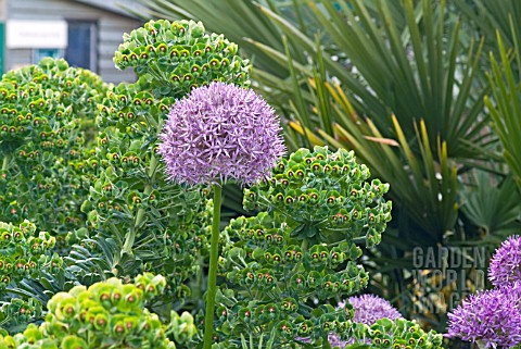 THE_DRY_GARDEN_AT_HYDE_HALL_SHOWING_EUPHORBIA_CHARACIAS_SUBSPECIES_WULFENII_ALLIUMS_AND_FAN_PALM