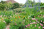 THE DRY GARDEN AT HYDE HALL WITH ESCHSCHOLZIA AND BLUE ANCHUSA.