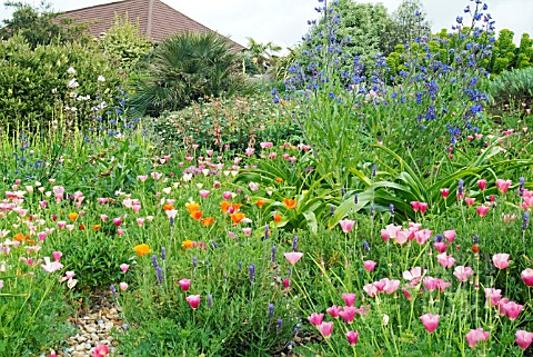 THE_DRY_GARDEN_AT_HYDE_HALL_WITH_ESCHSCHOLZIA_AND_BLUE_ANCHUSA