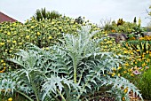 THE DRY GARDEN AT HYDE HALL SHOWING CARDOON (FOREGROUND) PHLOMIS FRUTICOSA, CALIFORNIAN POPPIES AND DROUGHT TOLERANT PLANTS.