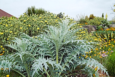 THE_DRY_GARDEN_AT_HYDE_HALL_SHOWING_CARDOON_FOREGROUND_PHLOMIS_FRUTICOSA_CALIFORNIAN_POPPIES_AND_DRO